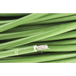 RS PRO Type K Thermocouple & Extension Wire, 25m, Screened, PVC Insulation, +105°C Max