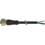 Murrelektronik Limited, 7000 Series, Straight M12 to Unterminated Industrial Automation Cable Assembly, 3 Core 5m Cable