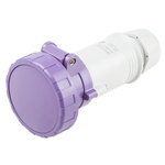 Scame IP66, IP67 Purple Cable Mount 3P Industrial Power Socket, Rated At 16A, 20 → 25 V