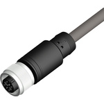 RS PRO Straight Female 4 way M12 to Unterminated Sensor Actuator Cable, 2m