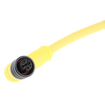 Brad from Molex Right Angle Male 4 way M12 to Unterminated Sensor Actuator Cable, 2m