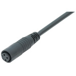 Binder Straight Female 4 way M8 to Unterminated Sensor Actuator Cable, 2m