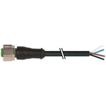 Murrelektronik Limited Straight Female 4 way M12 to Connector & Cable, 3m