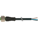 Murrelektronik Limited Straight Female 4 way M12 to Unterminated Power Cable, 3m