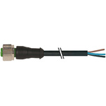 Murrelektronik Limited Straight Male 3 way M12 to Unterminated Sensor Actuator Cable, 5m