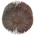 3M Aluminium Oxide Flap Wheel, 60mm Diameter, P40 Grit