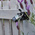 YALE Padlock Brass, Steel Steel Padlock, 6mm Shackle, 47mm Body